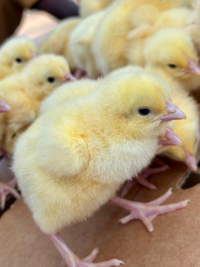 Sasso chicken